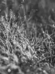 Rebirth as a Court A