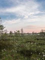 lt;lt;lt;Visionary S