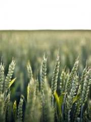 Super husband Lin Xi