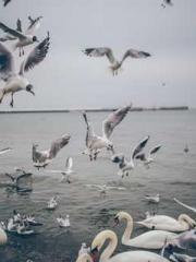 lt;lt;The Heavenly D