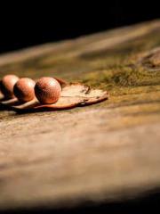 Rebirth of the Urban