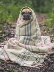 lt;divgt;A Second Ma