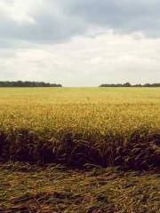 Rebirth of the Urban