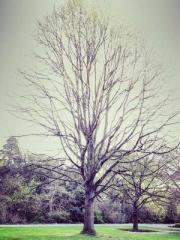 Meng Jinyu Gu Jingxi