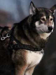 lt;The misfortune of