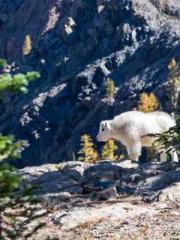 Shen Ning, Ran, Bo J