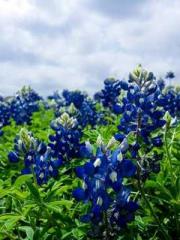 Cultivating My Empre