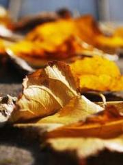 Wine, sex, money and