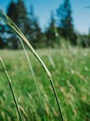 lt;lt;lt;Reborn Soar