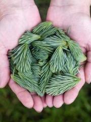 A Heavenly Gift: The